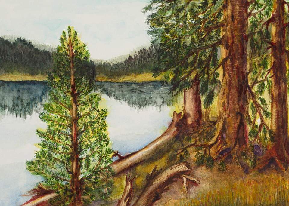Pines Of Priest Lake  Art | Debra Bruner Studio