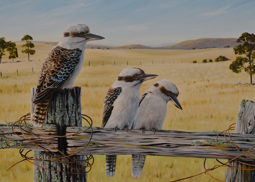 Grassland Gathering - Kookaburras
