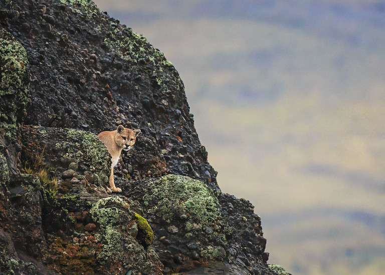 Mountain Lion Hunting From The Top Of An Andes Peak Art | URSUS NATURE PHOTOGRAPHY