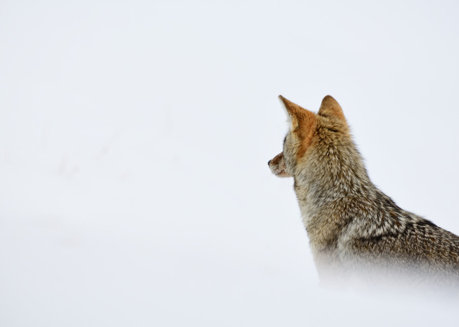 Coyote Contemplation - Deep In Thought - Wyoming Wildlife Photographs - Yellowstone National Park - Fine Art Prints on Metal, Canvas, Paper & More By Kevin Odette Photography