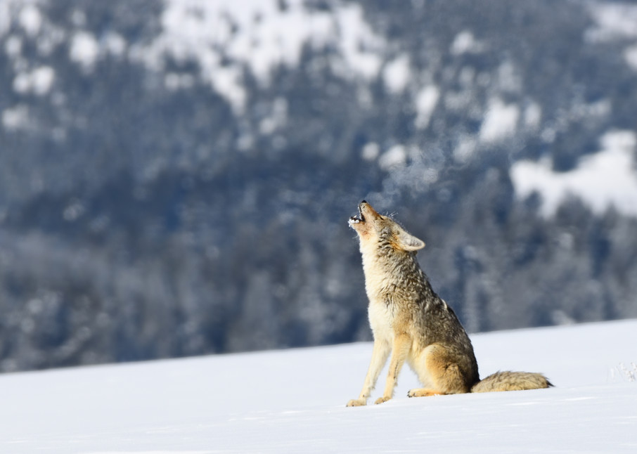 Coyote Breath Howling - Wyoming Wildlife Photographs - Yellowstone National Park - Fine Art Prints on Metal, Canvas, Paper & More By Kevin Odette Photography