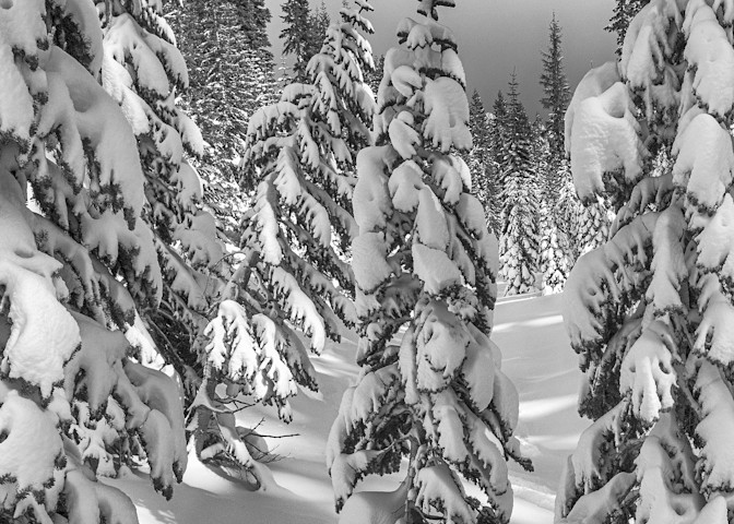 Lake Tahoe winter black and white, snowy trees and lake