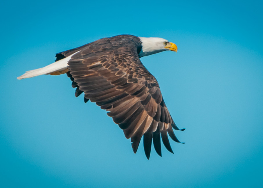 Eagle In Flight Photography Art | Monteux Gallery