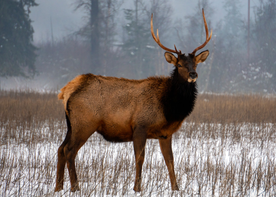 Clark Fork Elk Photography Art | 7B PHOTOGRAPHY