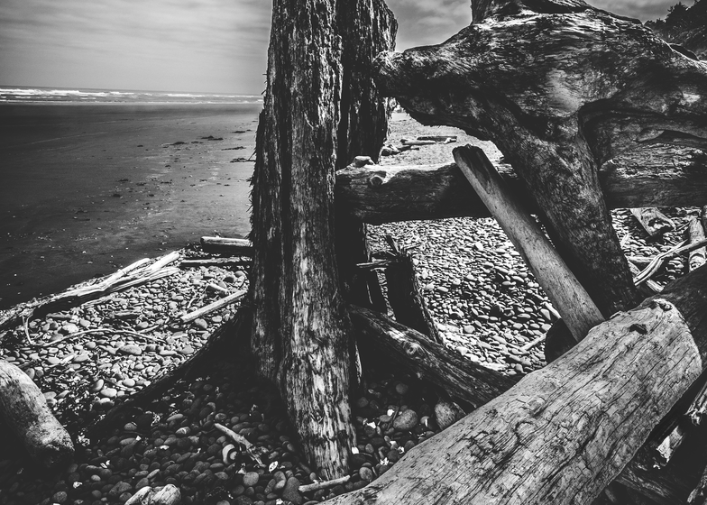 Beach Log Bridge Photography Art | Gretchen Shepherd Photography / Images by Gretchen