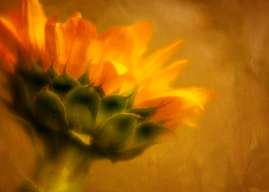 Sunny Vibes Sunflower Photographic Art Print