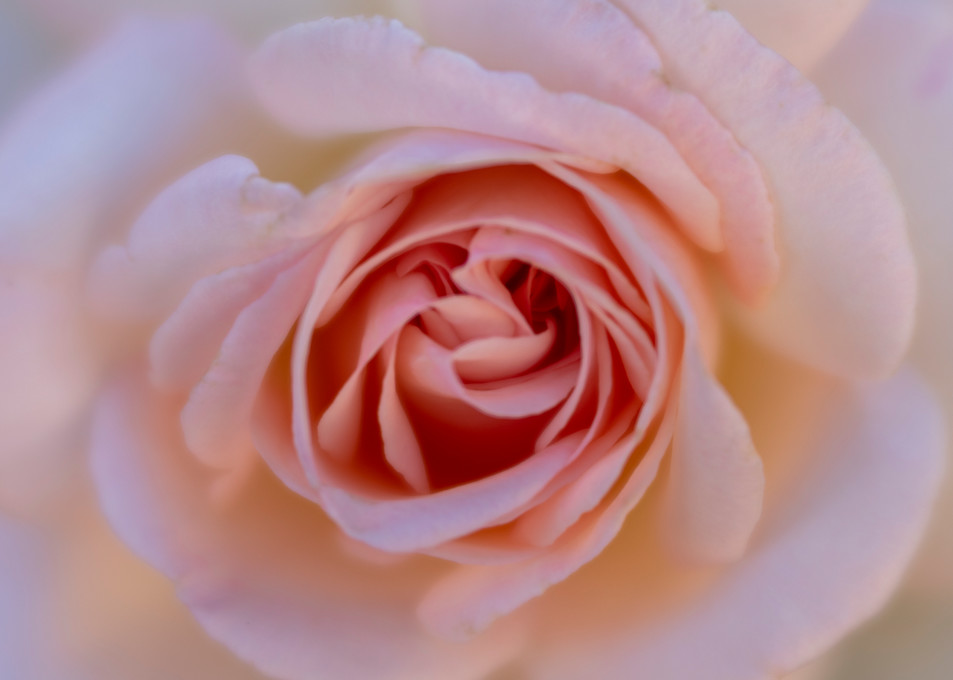 Blushing Rose Fine Art Photographic Print