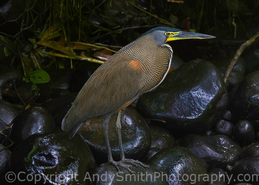 fine art photograph of Bare-throated Tiger-heron, Tigrisoma mexicanum