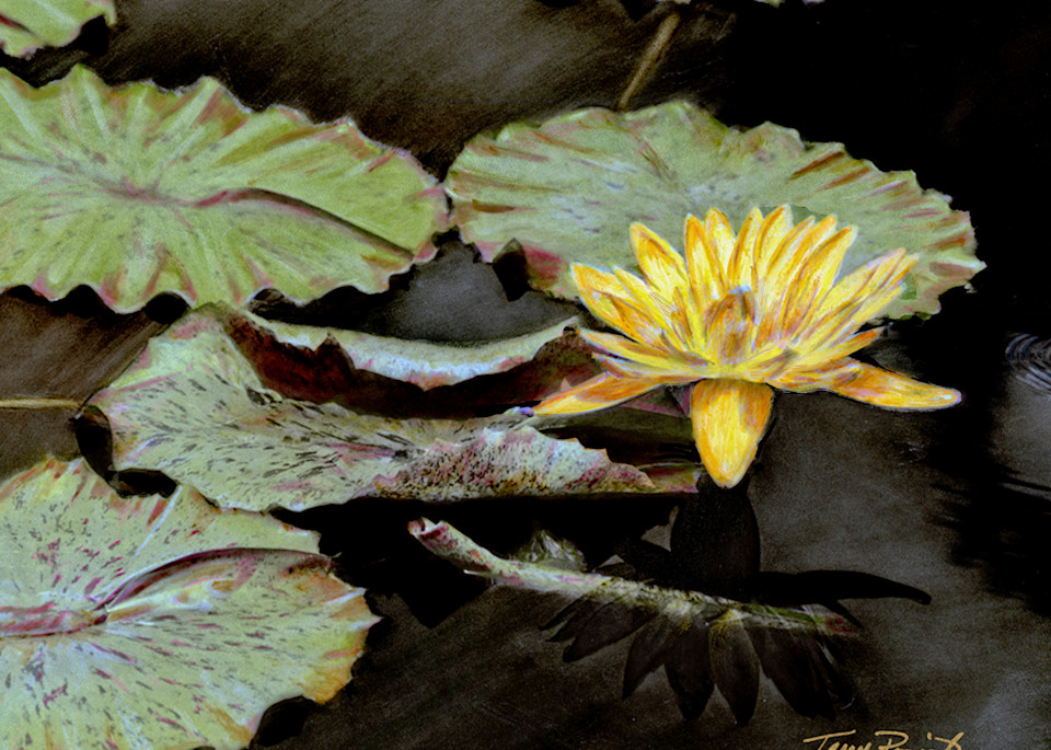 Hand Painted Water Lily by Terry Rosiak