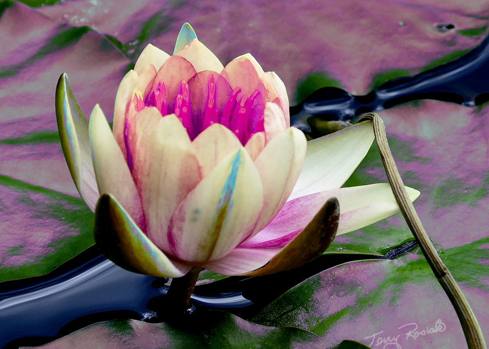 Lily Pad Funky 4, Photo by Terry Rosiak