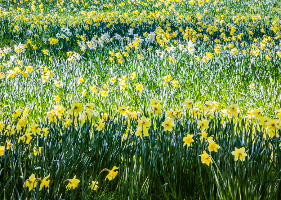 Daffodills Photography Art | Robert Leaper Photography