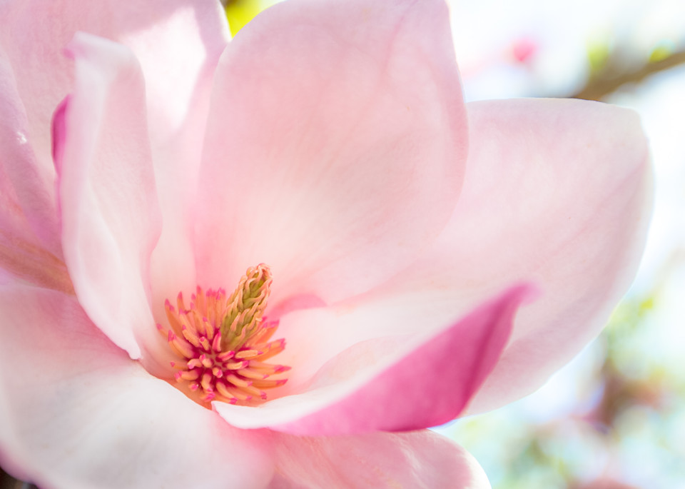 Pink Magnolia Photography Art | Bird In Paradise