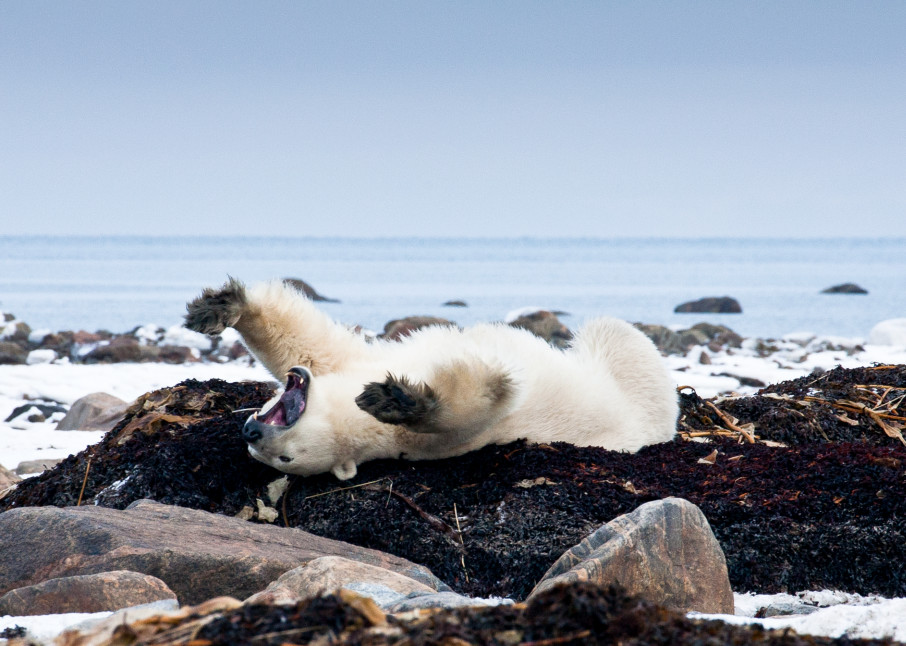 Polar Bear - Canada