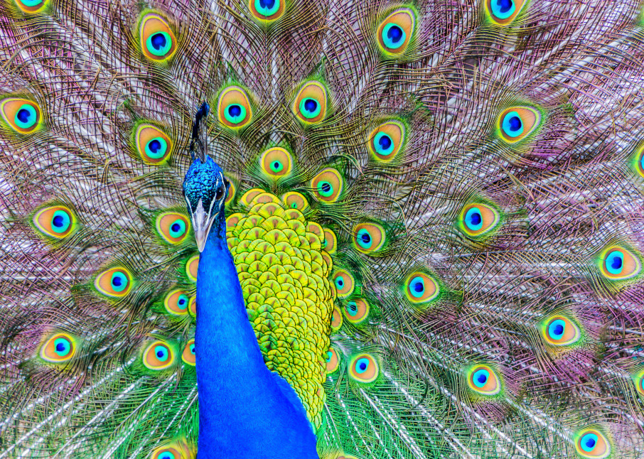 Peacock Photography Art | Robert Leaper Photography