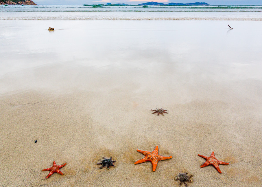 Starfish - Wilsons Promontory Park, Victoria, Australia, beach
