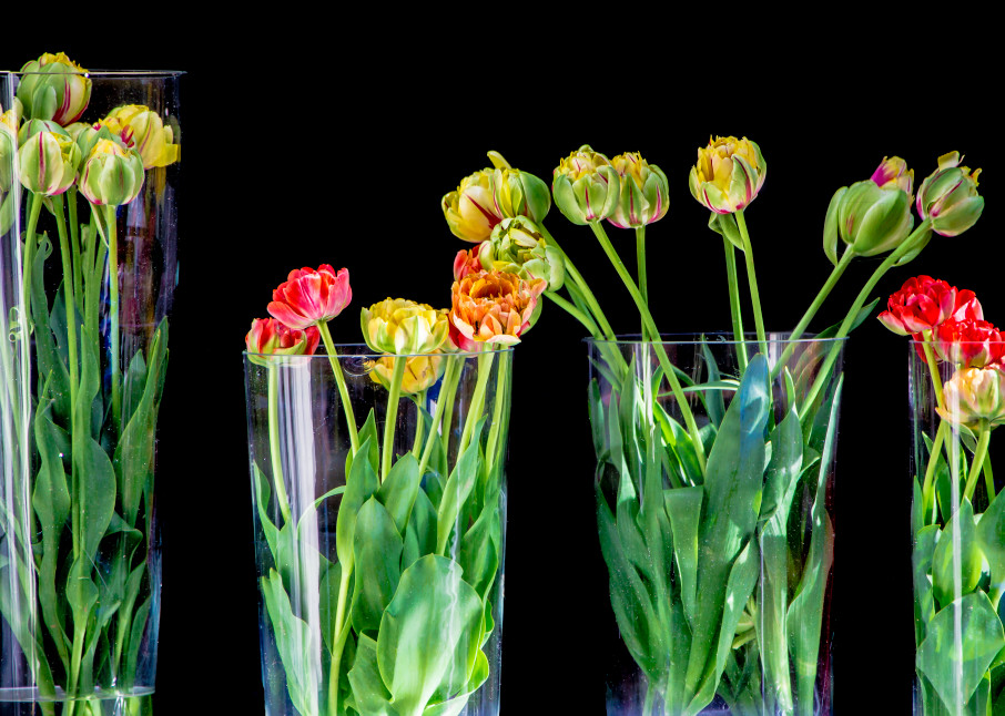 Tulips Photography Art | Robert Leaper Photography