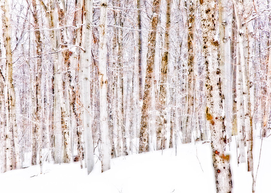 Winter Trees, Muskoka, Ontario, Canada