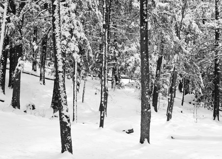 Fine Art Print | Fresh Virgin Snow Forest Scene