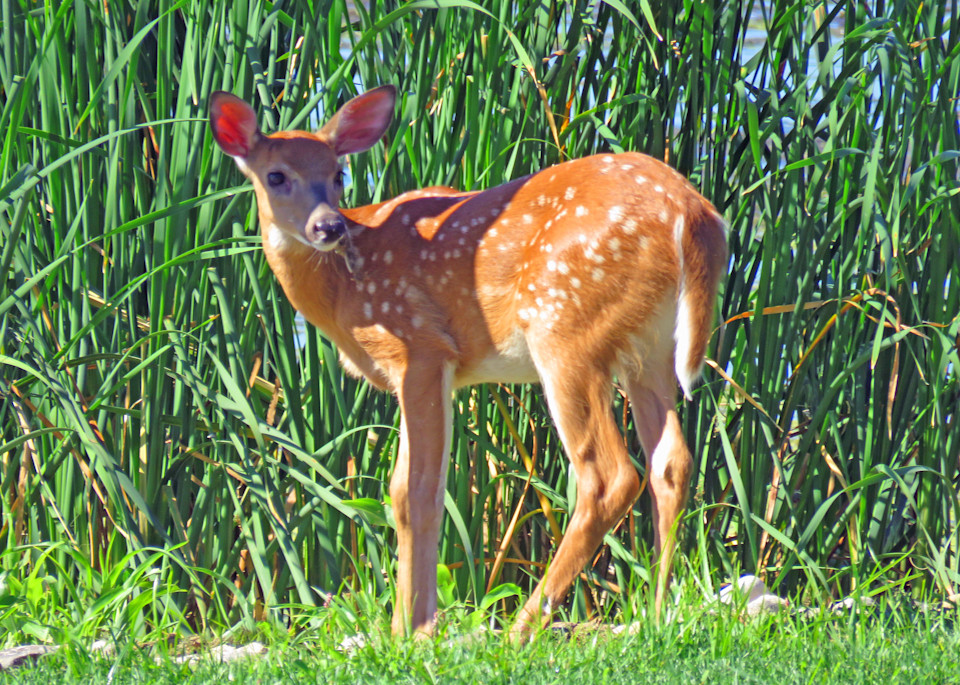 Bambi Photography Art | Lake LIfe Images