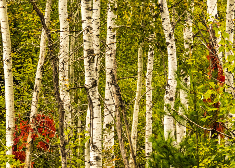 Fall Birch Trees Photography Art | Lake LIfe Images