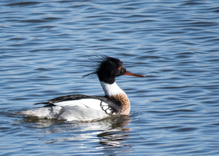 Male Red Breasted Merganser Photography Art | Lake LIfe Images