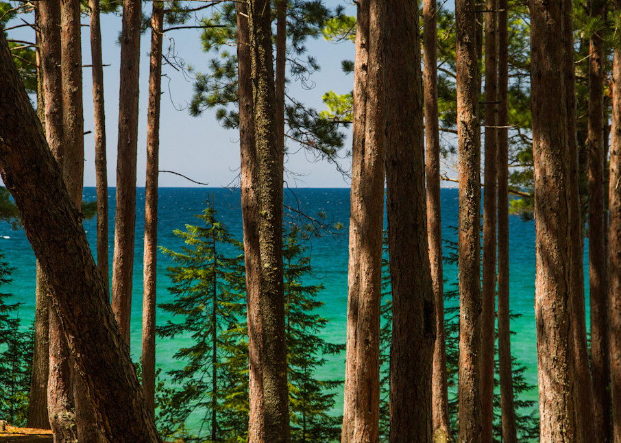 Superior Trees Photography Art | Lake LIfe Images