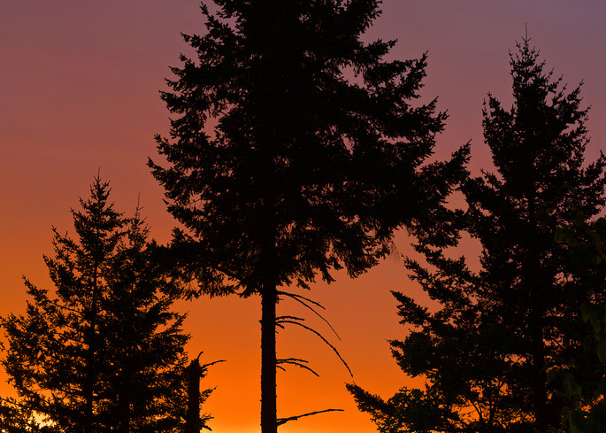 Three Tree Sunset Art | Shaun McGrath Photography
