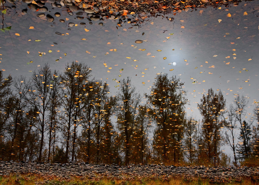 Reflected Trees At Clearwater Park Art | Shaun McGrath Photography