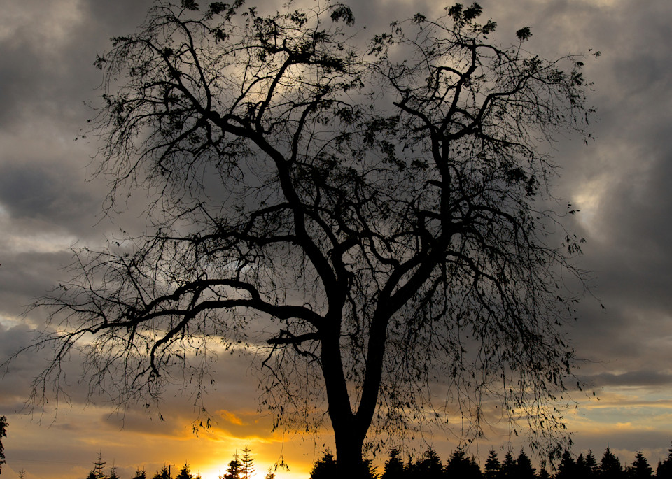 christmas tree sunset at northern lights in pleasant hill, oregon