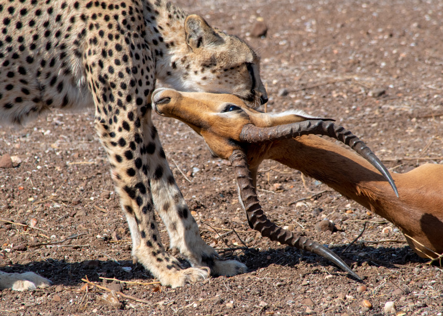 Cheetah Killing An Impala, South Africa Art | Roost Studios, Inc.