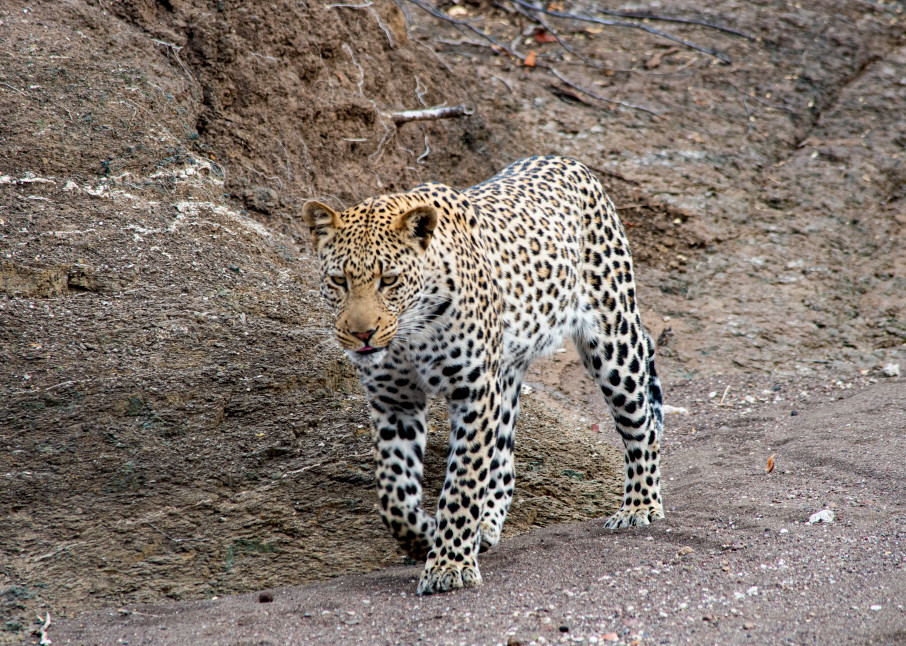 Leopard, South Africa Art | Roost Studios, Inc.