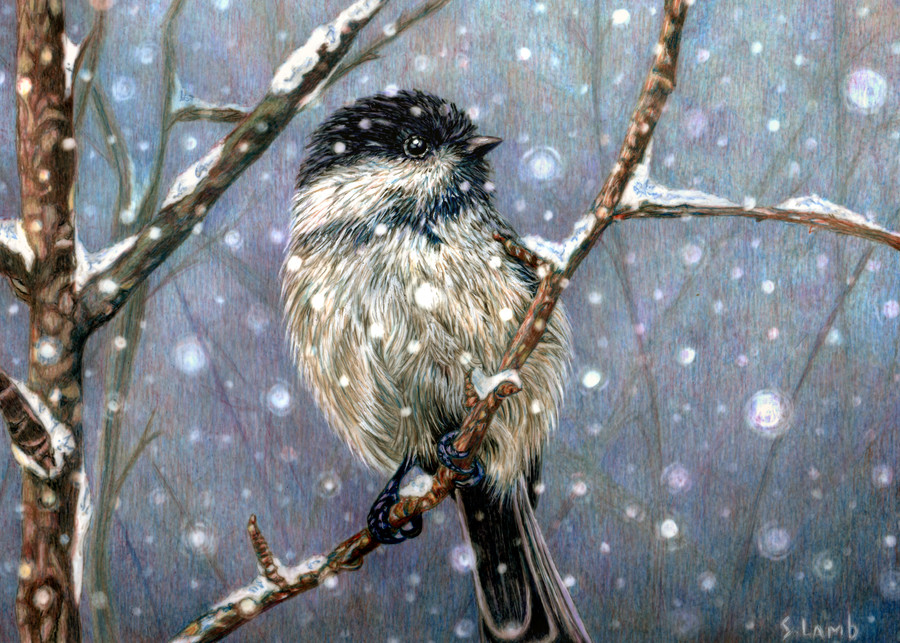 Winter Chickadee Art | Sherry Lamb Fine Art