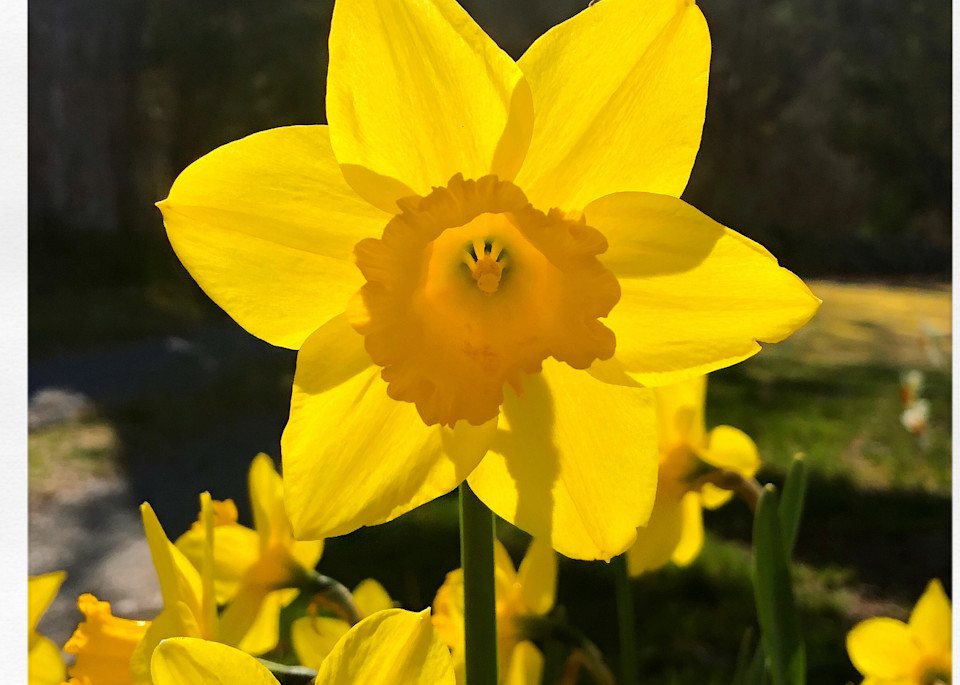 One  Brilliant Easter Daffodil 