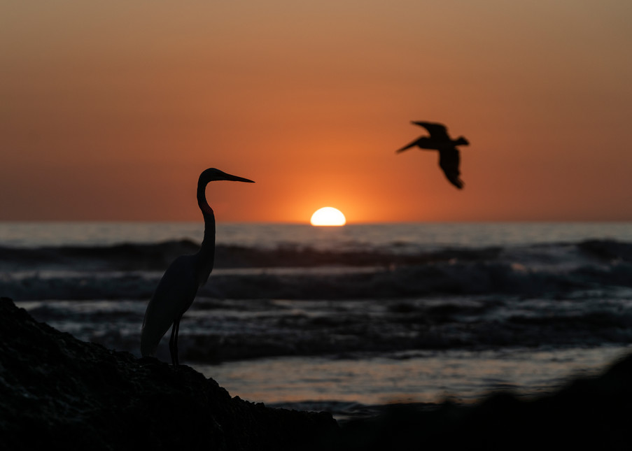 Seafaring Birds Photography Art | Kit Noble Photography