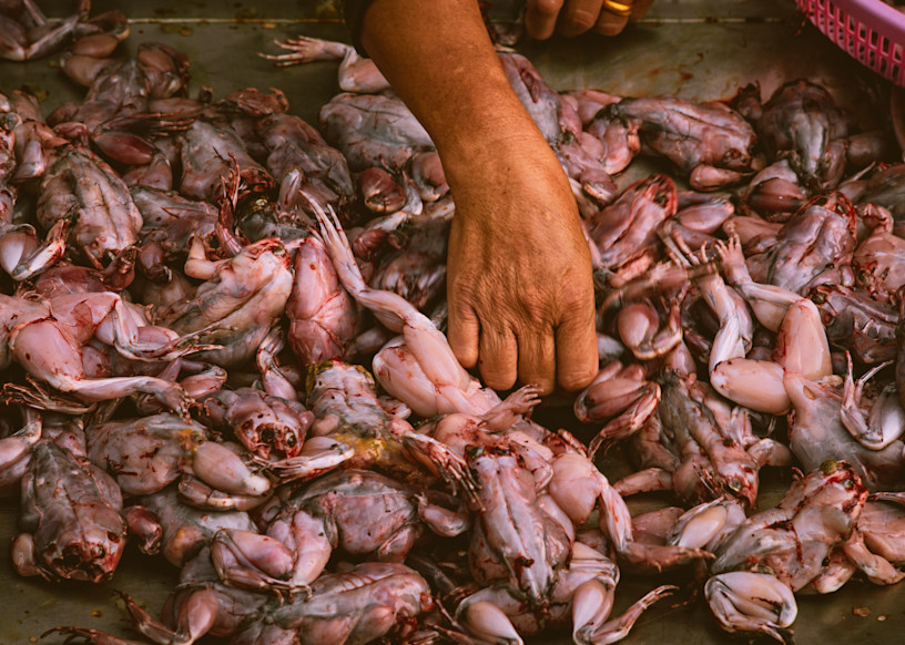 Live Frogs, Phnom Penh Photography Art | Photography's Dead