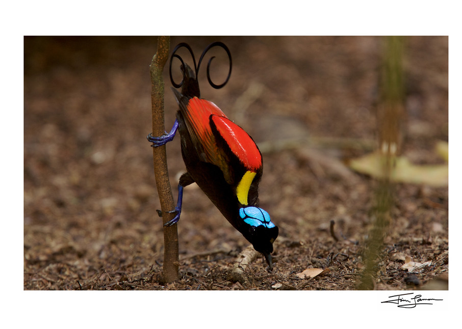 Wilson’s Bird-of-Paradise, colorful bird art for your home.