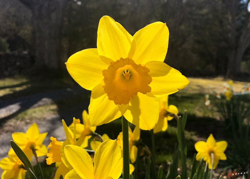 Daffodil Splendor by George Delany 