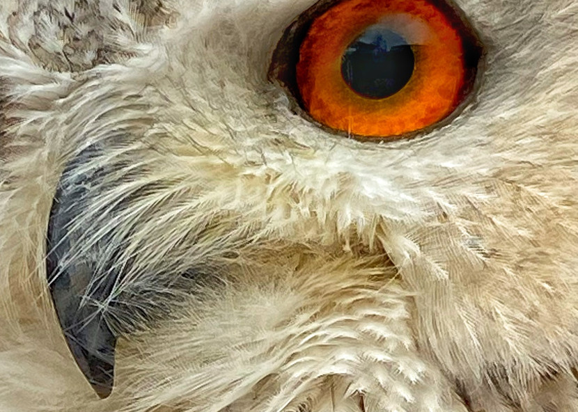 Owl Eye Art | Danny Johananoff