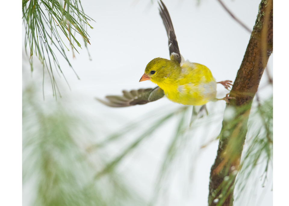 American Goldfinch in flight.  Photograph available as art.