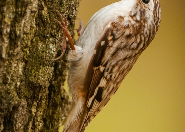 Brown Creeper Photography Art | Monteux Gallery