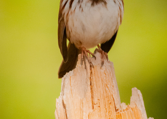 Song Sparrow Photography Art | Monteux Gallery