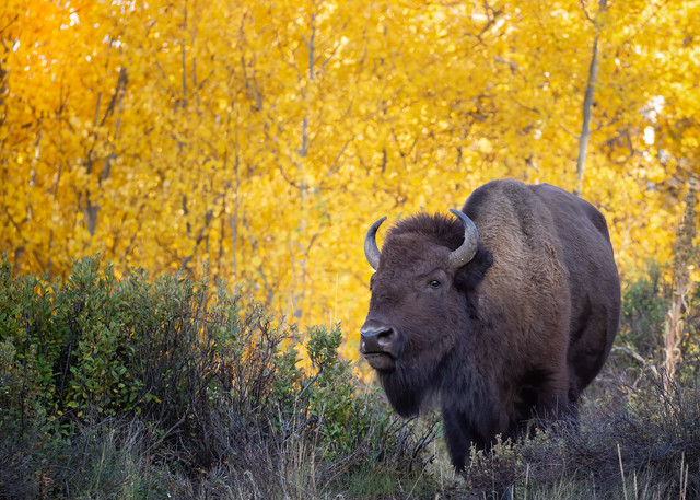 Bison in front of golden aspen