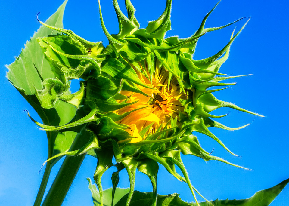 Sunflower Series10 Art | Mark Steele Photography Inc