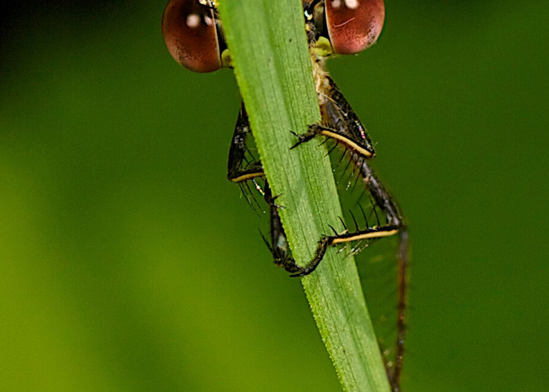 Peeping Dragon Fly Art | Danny Johananoff