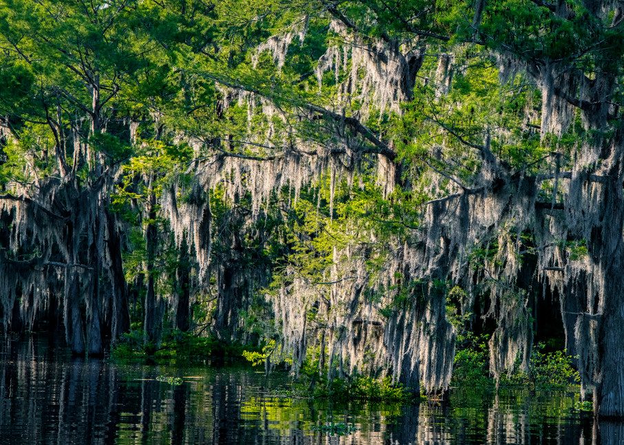 Bayou Scenery - Louisiana swamp fine-art photography prints