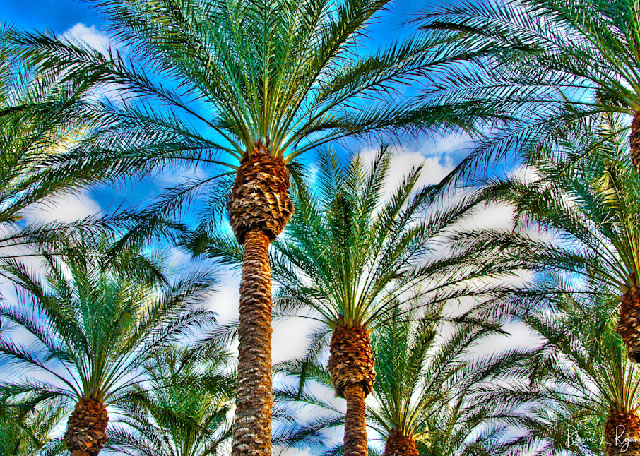 Las Vegas Palms