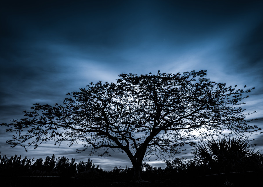 Tree Of Light Photography Art | Gingerich PhotoArt