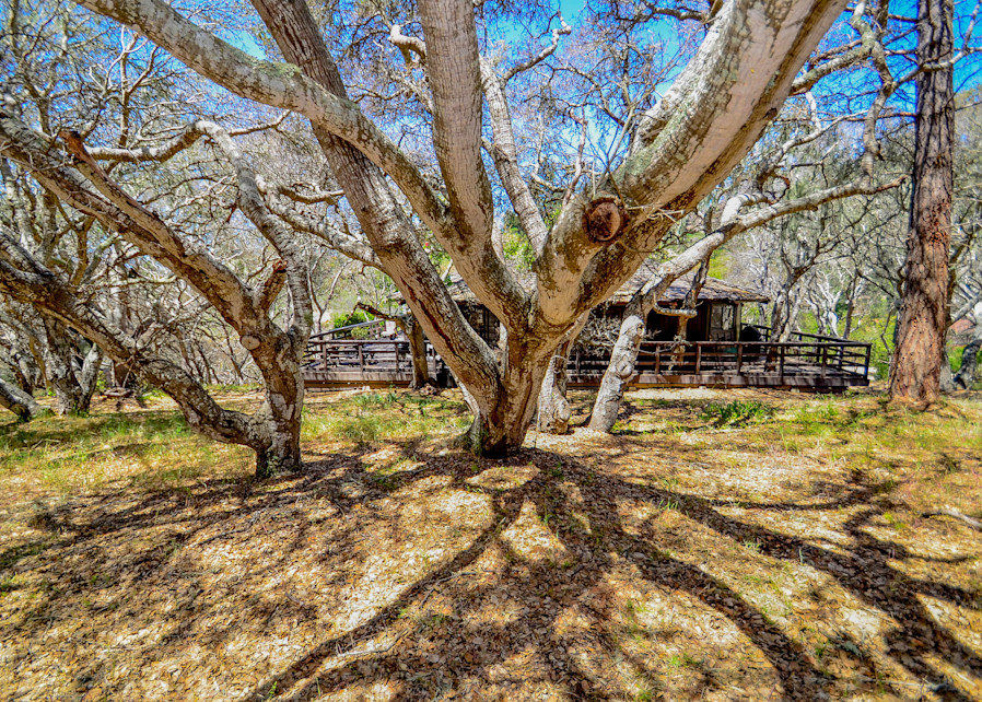 Carmel Oak Trees Photography Art | Connie Villa Photography
