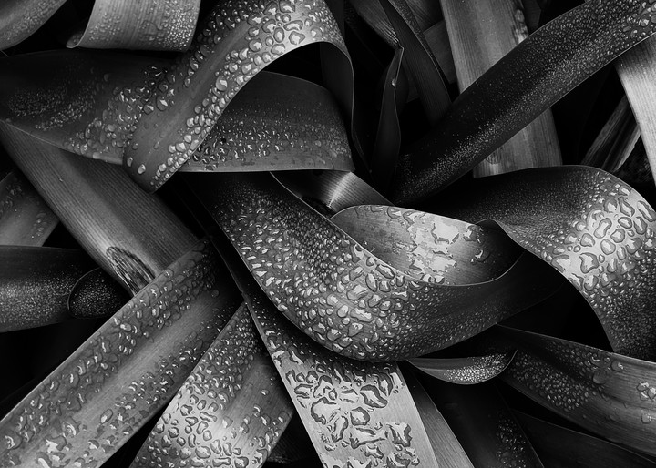 Leaves Black And White Photography Art | David Louis Klein
