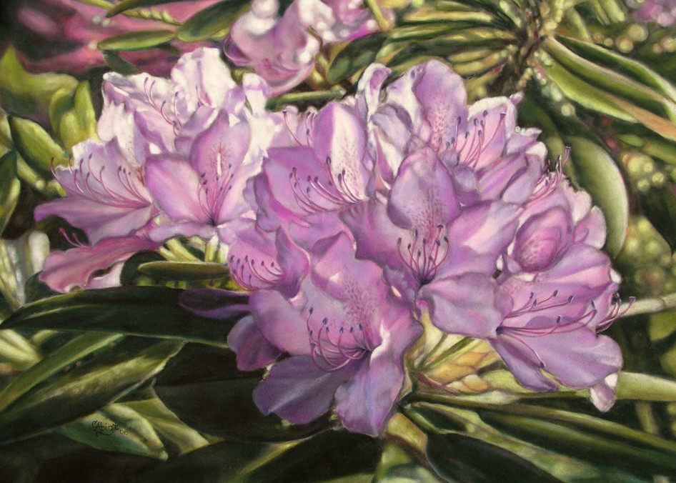 Rhododendrons  Art | chrisabigtart